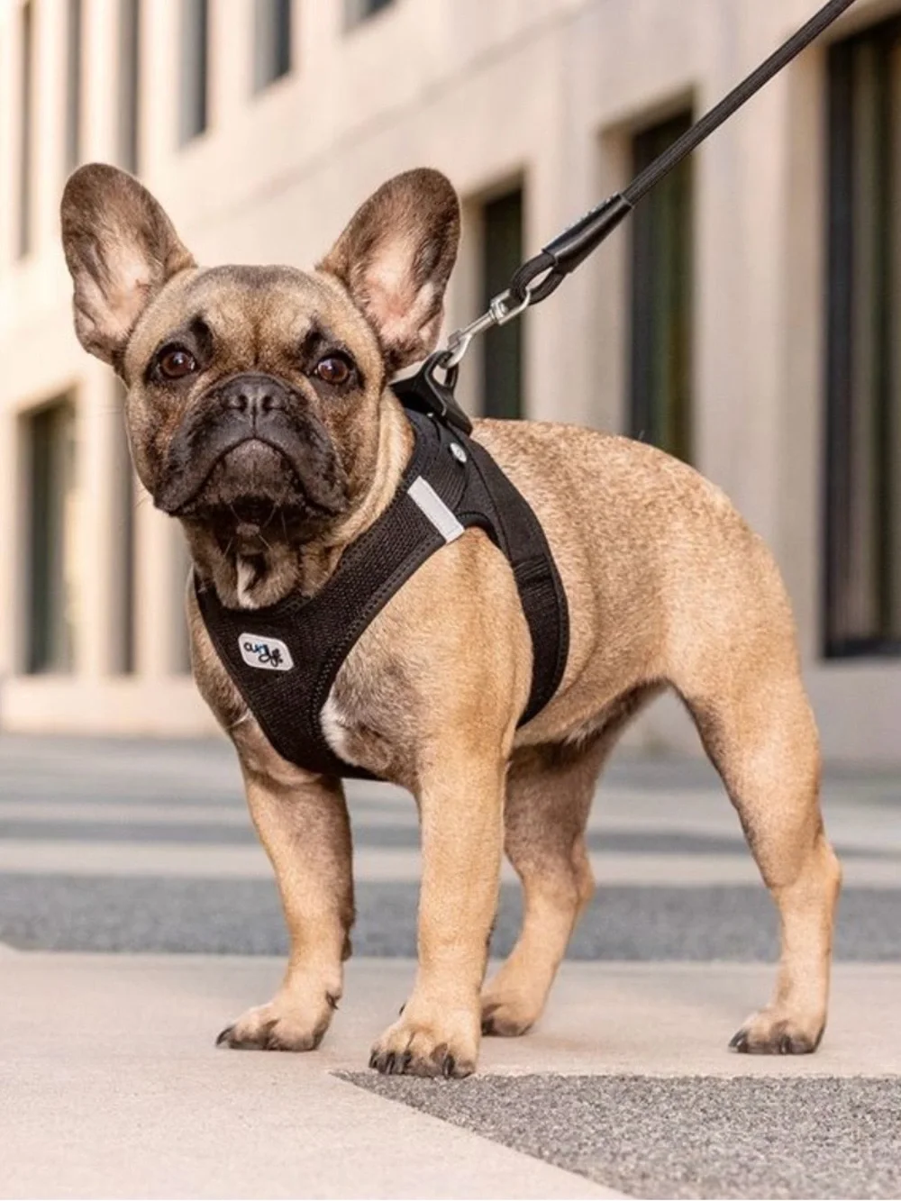 Curli Clasp Air-Mesh Dog Harness Black XS New In Package
